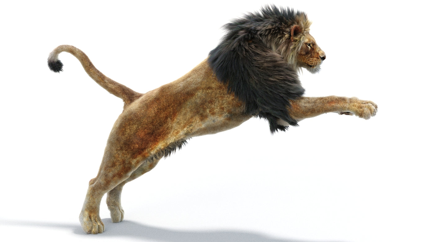 Lion Animated 3D Model Fur Two colors