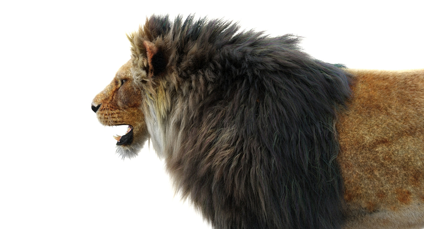 Lion 3D Model with Fur
