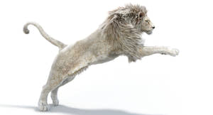 Lion Animated 3D Model Fur Two colors Thumbnail