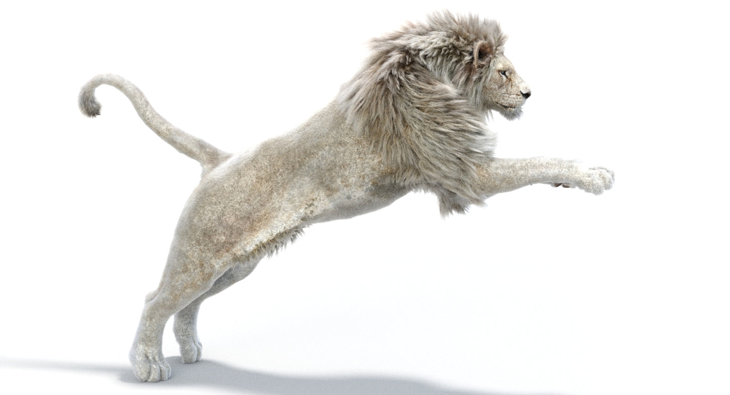 Lion Animated 3D Model Fur Two colors