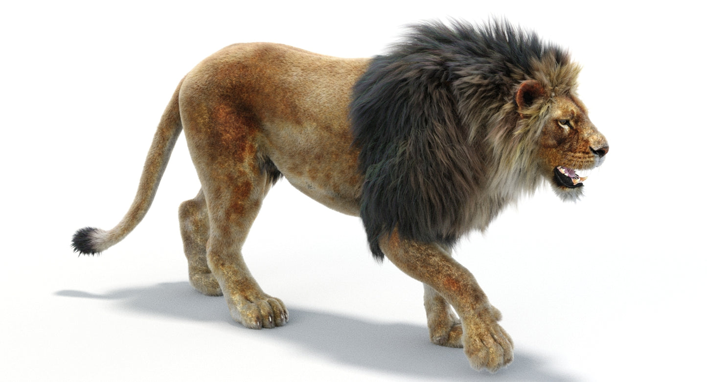 Lion Animated 3D Model Fur Two colors