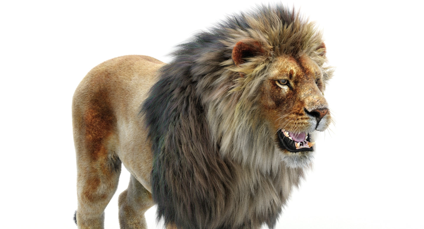 Lion 3D Model with Fur