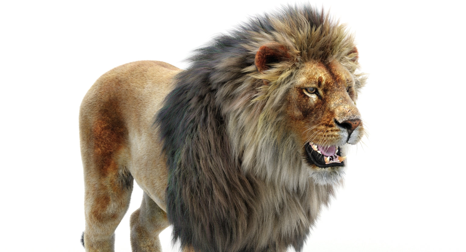 Realistic Lion 3D Model with Fur for Download