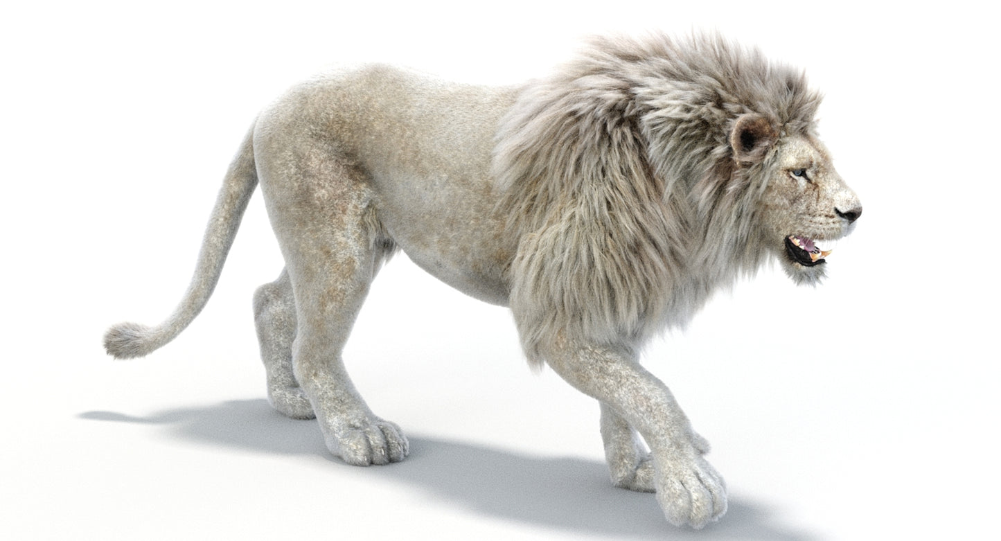 Lion Animated 3D Model Fur Two colors