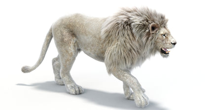 Lion Animated 3D Model Fur Two colors