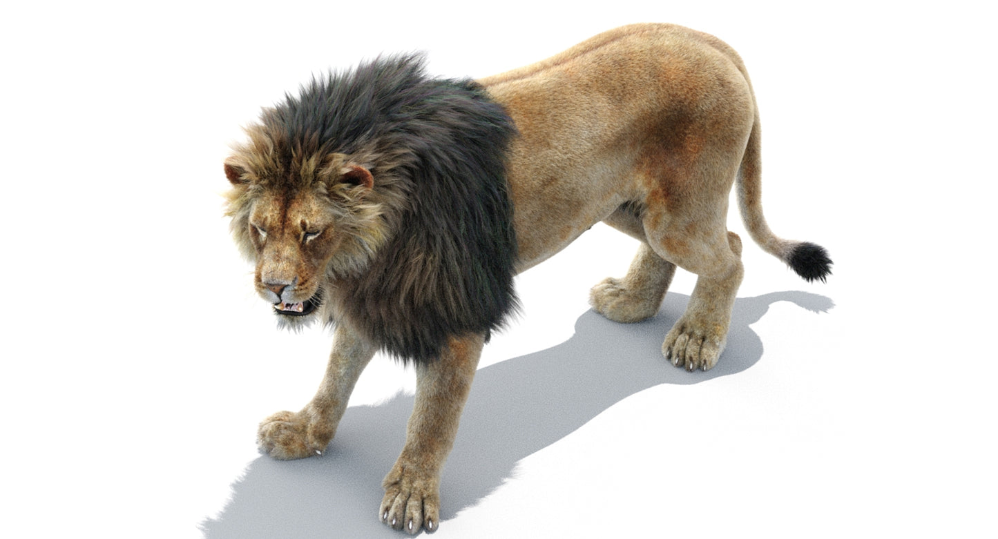 Lion Animated 3D Model Fur Two colors