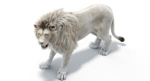 Animated Lion 3D Model - Hair and Fur | Two colors / Arnold Render Thumbnail