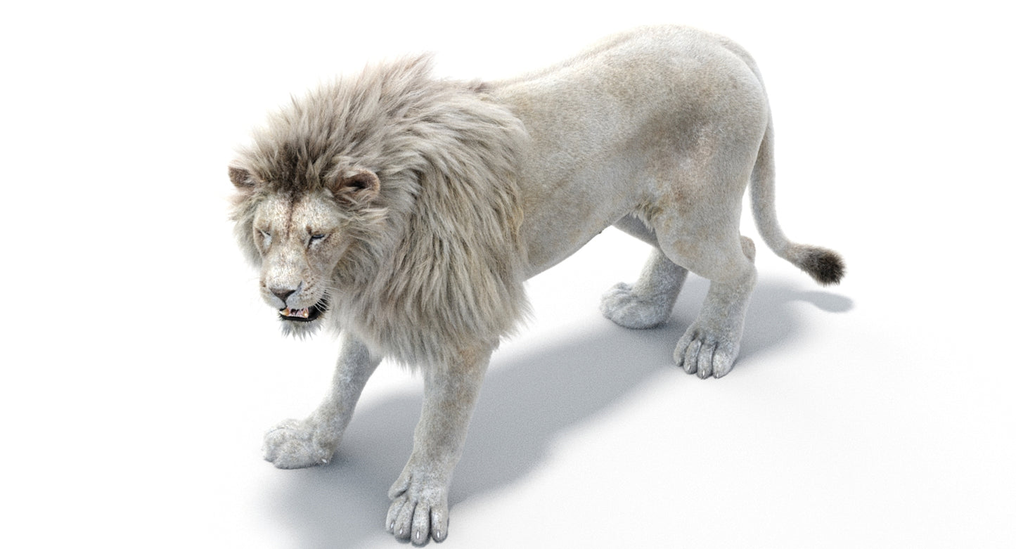 Lion Animated 3D Model Fur Two colors