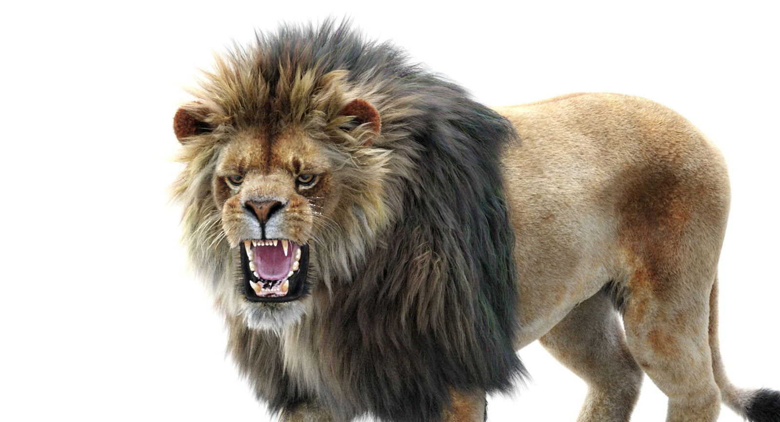 Lion Animated 3D Model Fur Two colors