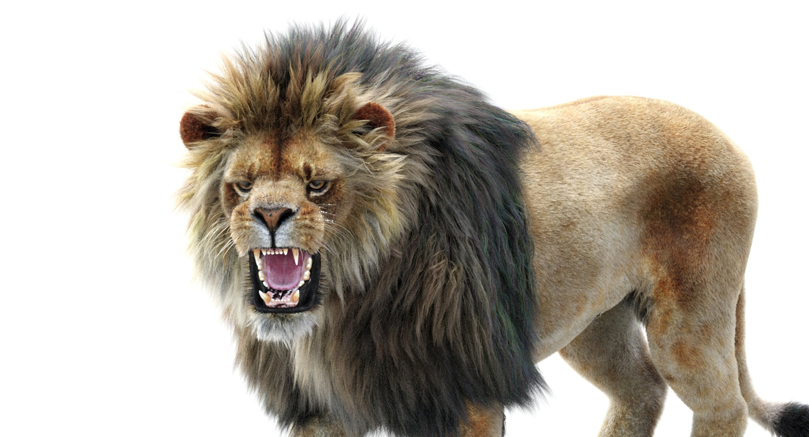 Lion Animated 3D Model Fur Two colors