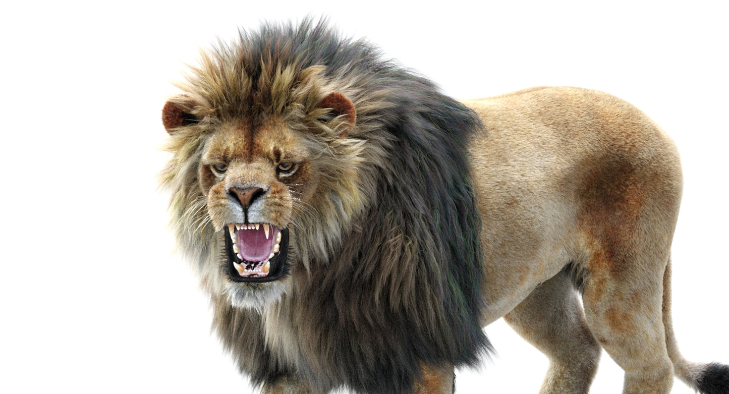 Lion Animated 3D Model Fur Two colors