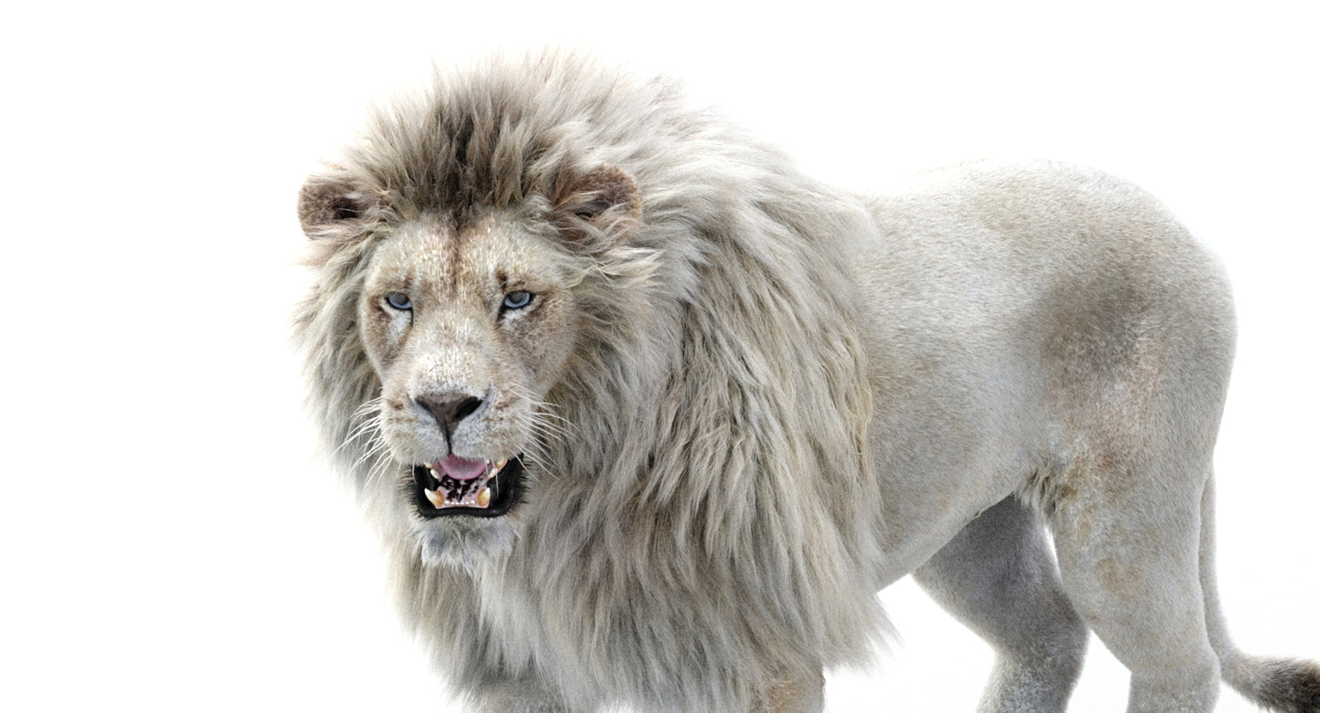 Lion Animated 3D Model Fur Two colors