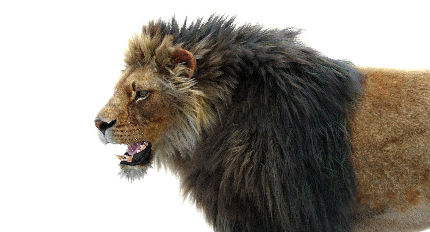 Lion Animated 3D Model Fur Two colors