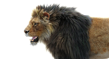 Lion Animated 3D Model Fur Two colors