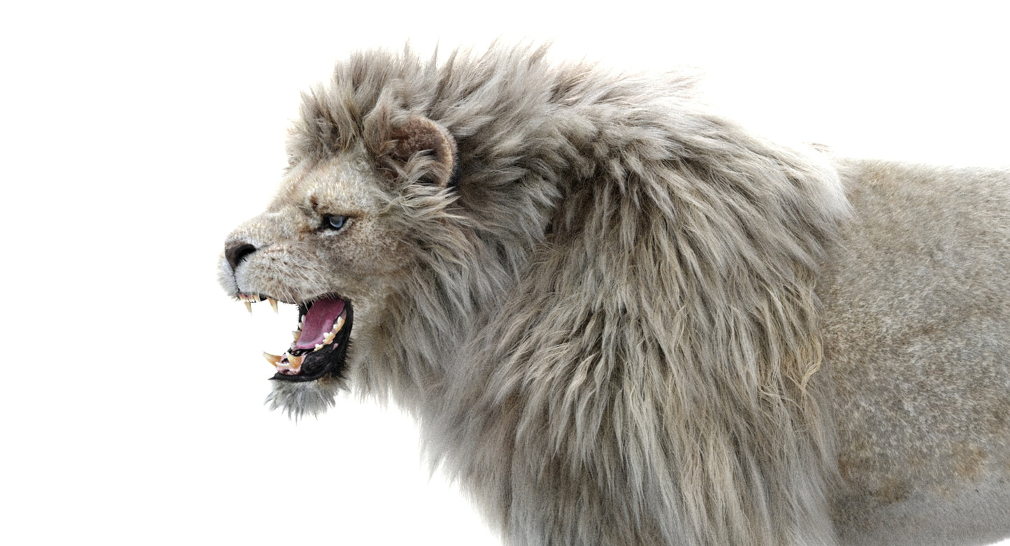Lion Animated 3D Model Fur Two colors