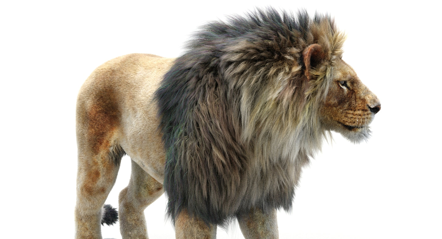 Lion Animated 3D Model Fur Two colors