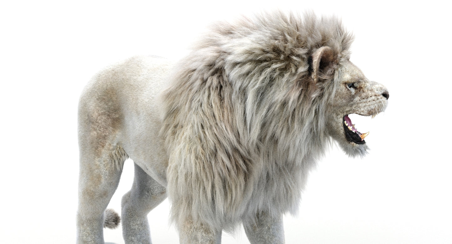 Lion Animated 3D Model Fur Two colors