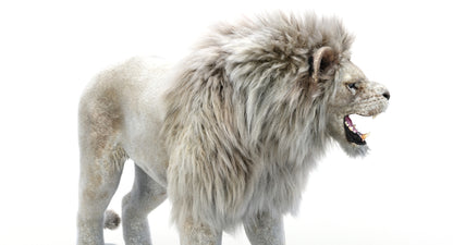Lion Animated 3D Model Fur Two colors