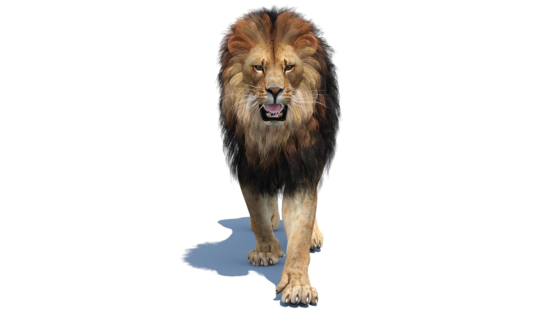Lion 3D Model Animated with hair cards
