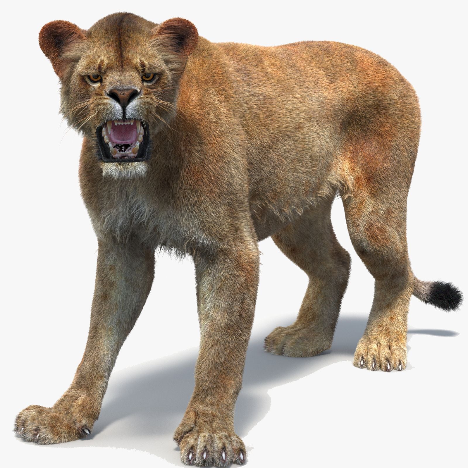 Rigged Lioness 3D Model with Lifelike Fur