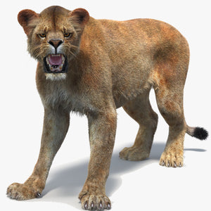Rigged Lioness 3D Model with Lifelike Fur Thumbnail