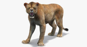 Rigged Lioness 3D Model with Lifelike Fur Thumbnail