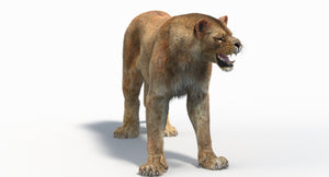 Rigged Lioness 3D Model with Realistic Fur Thumbnail