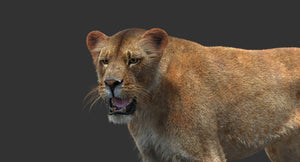 Rigged Lioness 3D Model with Lifelike Fur Close UP View Thumbnail