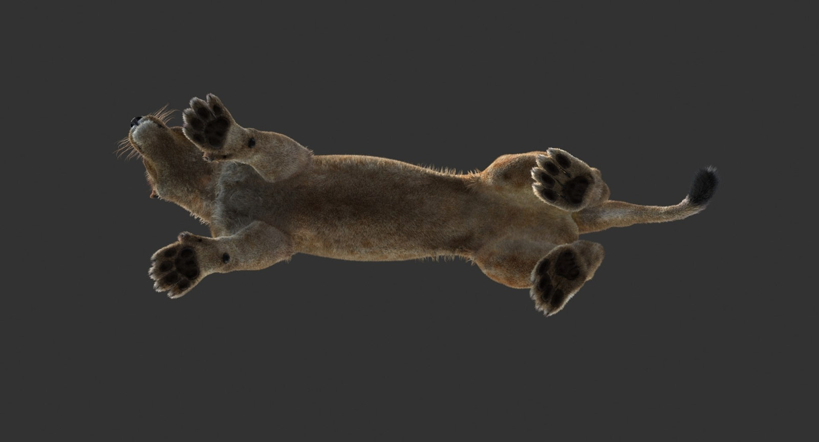 Rigged Lioness 3D Model with Lifelike Fur Bottom View