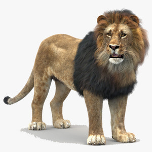 Rigged Lion 3D Model with Fur Thumbnail