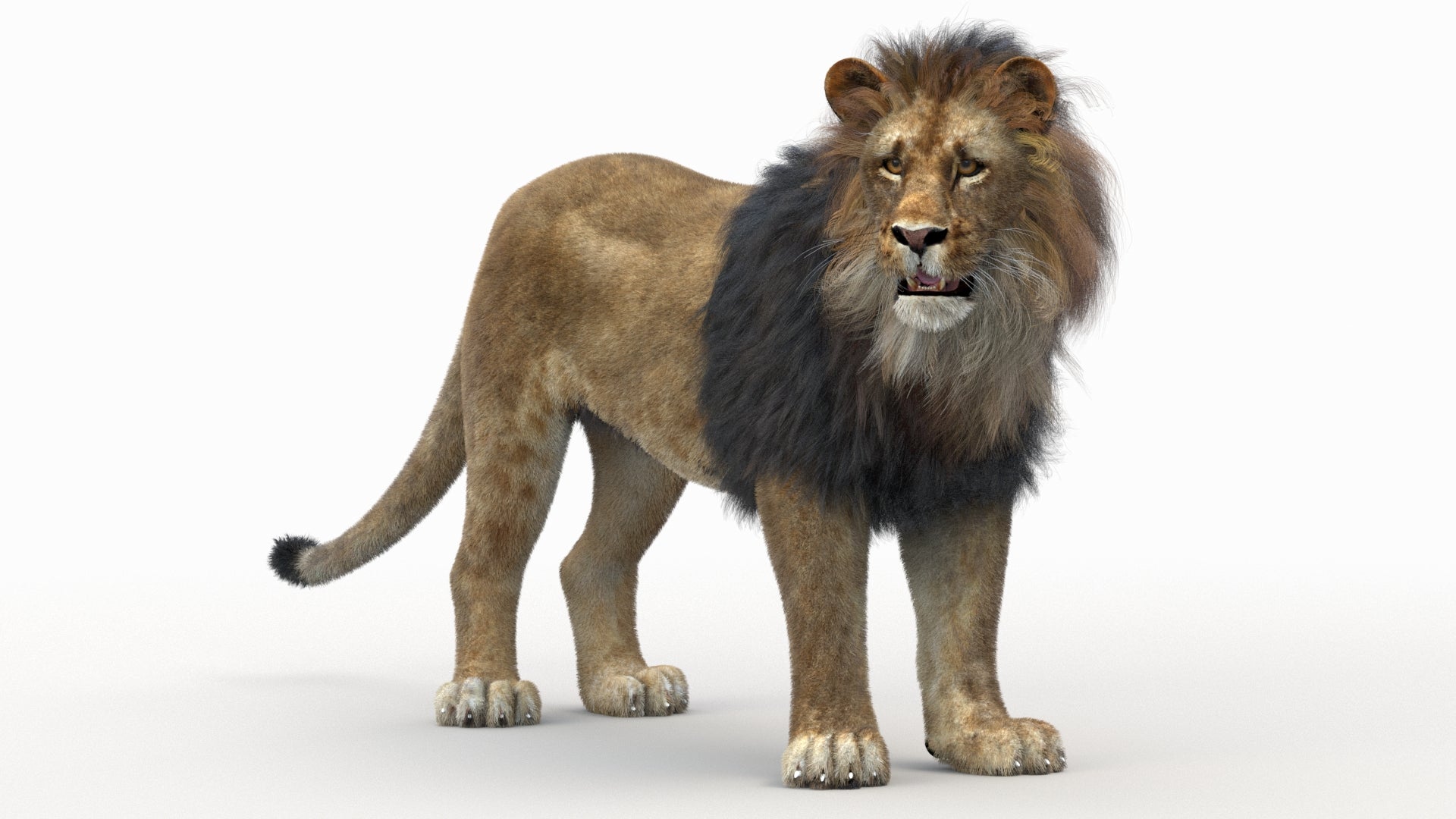 Rigged Lion 3D Model with Realistic Fur