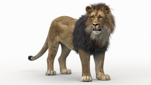 Rigged Lion 3D Model with Realistic Fur Thumbnail