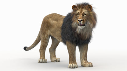 Lion 3D Model Rigged Fur