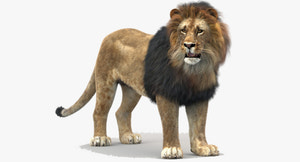 Rigged Lion 3D Model with Realistic Fur Thumbnail