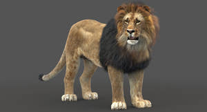 Rigged Lion 3D Model with Realistic Fur Thumbnail