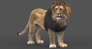 Rigged Lion 3D Model with Realistic Fur Thumbnail