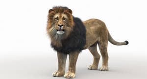 Rigged Lion 3D Model standing on a white background Thumbnail