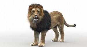 Rigged Lion 3D Model standing on a white background Thumbnail