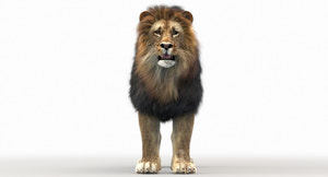 Rigged Lion 3D Model with Realistic Fur Thumbnail