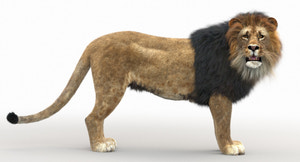 Rigged Lion 3D Model with Realistic Fur Thumbnail
