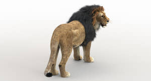 Rigged Lion 3D Model with Realistic Fur Thumbnail