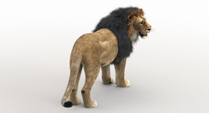 Rigged Lion 3D Model with Realistic Fur Thumbnail