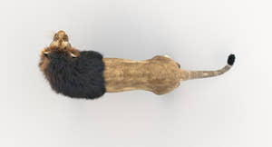 Rigged Lion 3D Model with Realistic Fur Top View Thumbnail