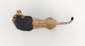 Rigged Lion 3D Model with Realistic Fur Top View Thumbnail