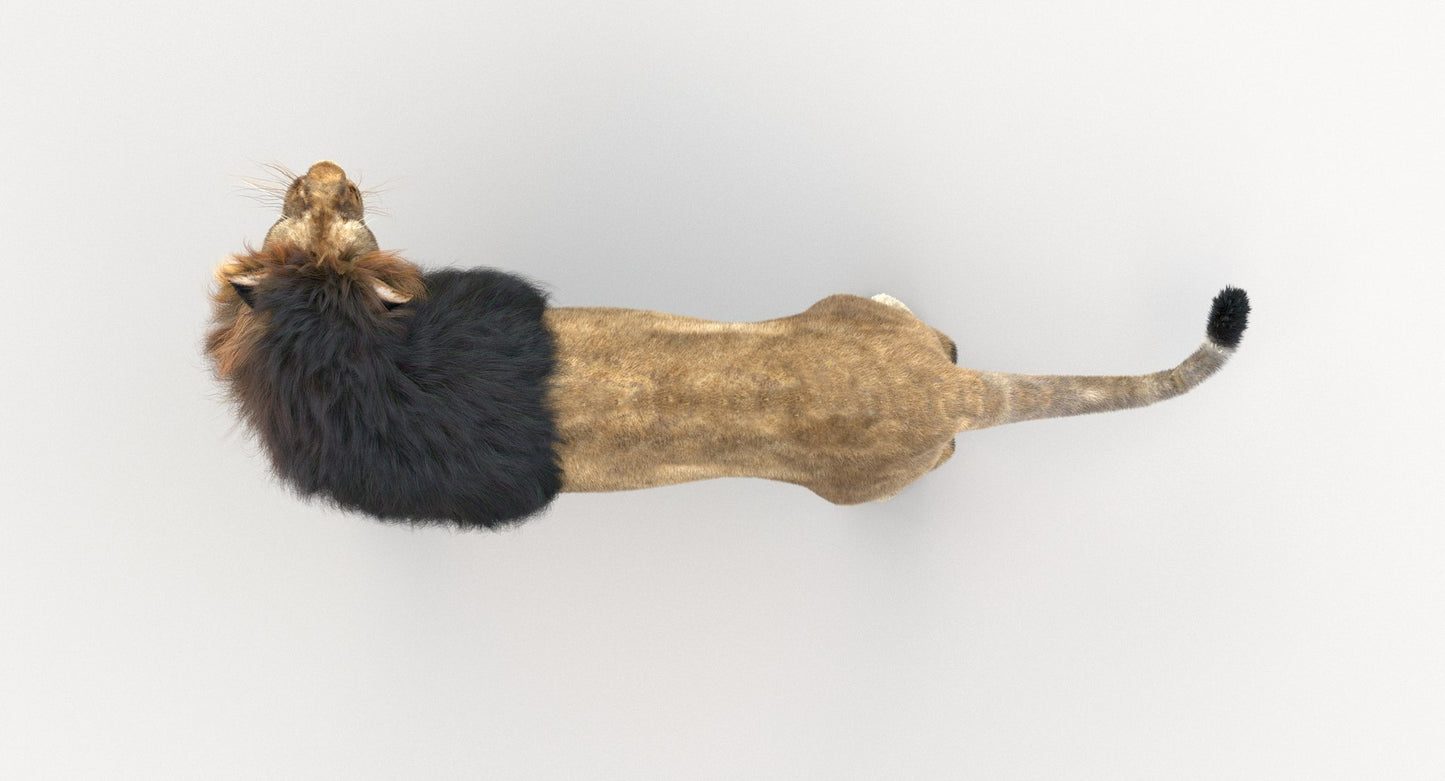 Lion 3D Model Rigged Fur