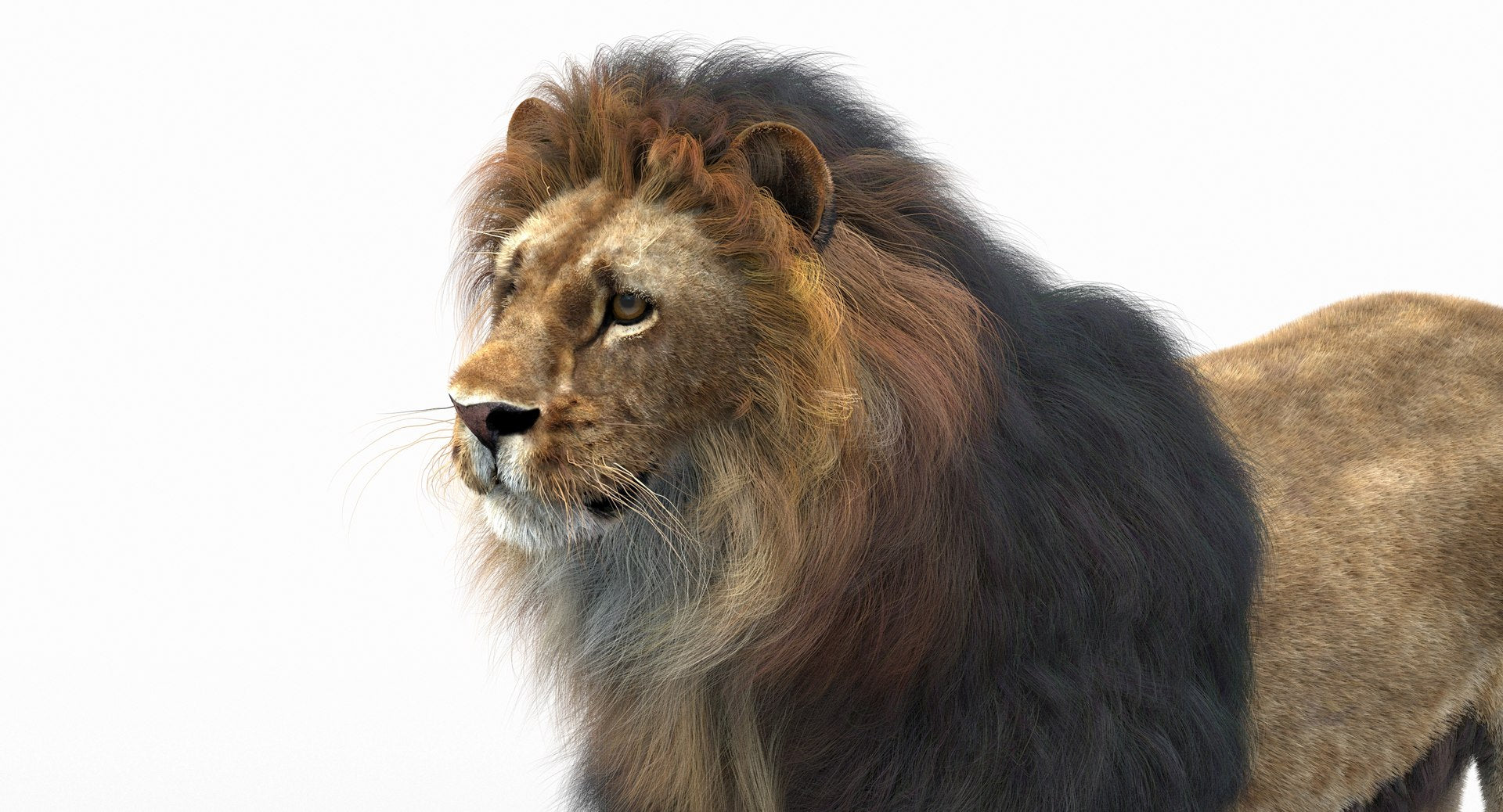 Rigged Lion 3D Model with Realistic Fur Head Close Up