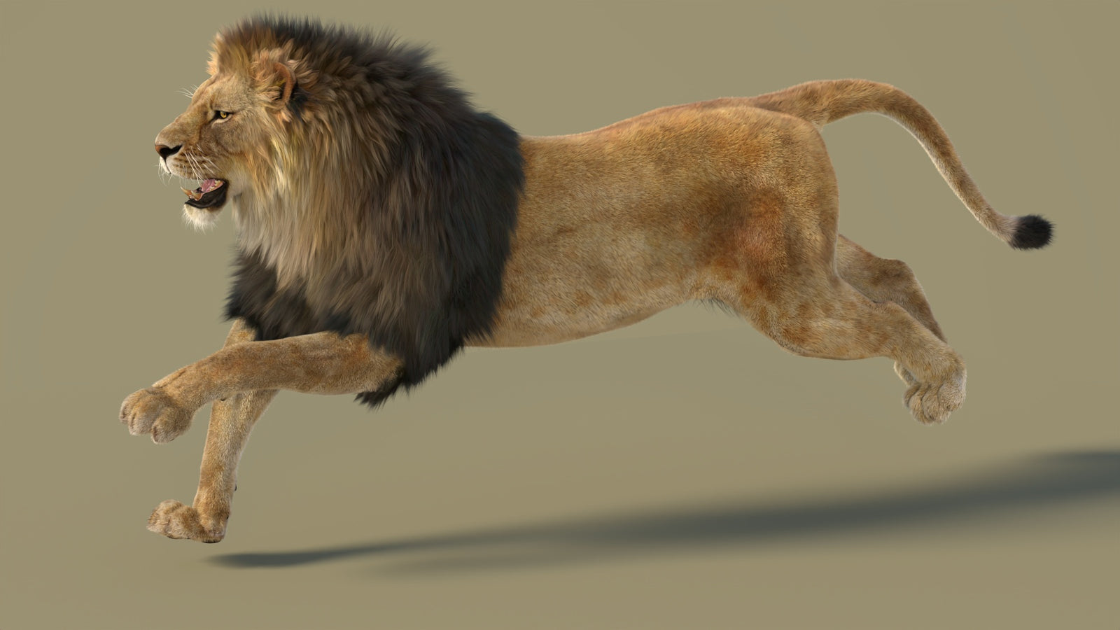 Animated Lion 3D Model with Fur 360° view 3 frame 2