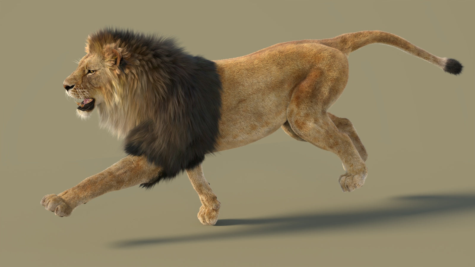 Animated Lion 3D Model with Fur 360° view 3 frame 4