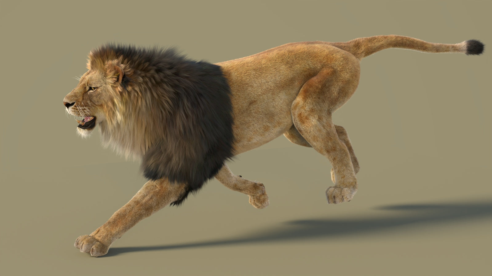 Animated Lion 3D Model with Fur 360° view 3 frame 5