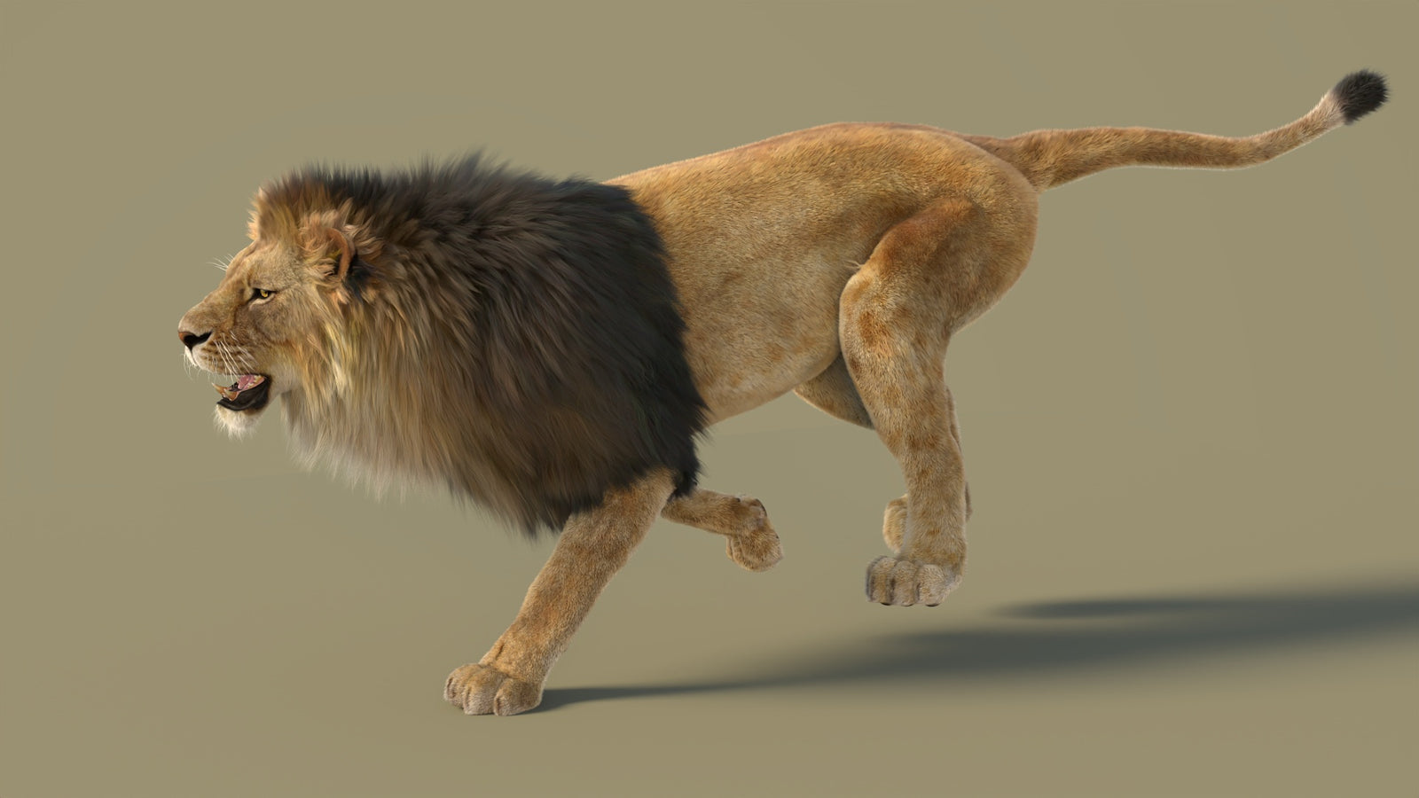 Animated Lion 3D Model with Fur 360° view 3 frame 6